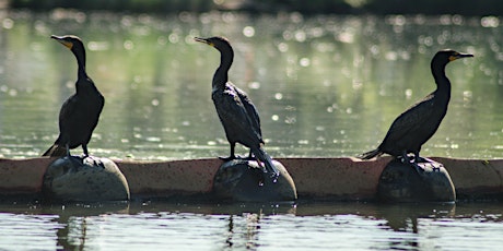 Hauptbild für Low Tide Birdwatching on the Creek (Rain Date)