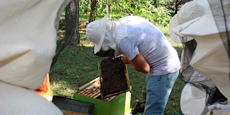 Découvrez le rucher inter-entreprises du PIPA et participez aux ateliers !  primärbild