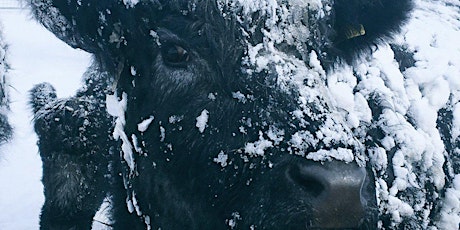 Winter is coming.... What are your cattle going to eat? primary image