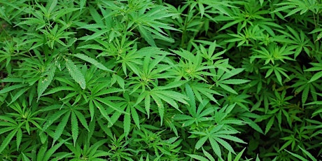 Primaire afbeelding van Treating Cannabis Use Disorder through CBT