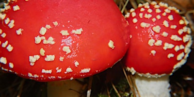 Mushroom Foray with John Wright primary image