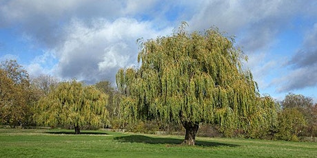 Primaire afbeelding van Queens Park Tree Walk