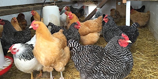 Primaire afbeelding van Raising Backyard Chickens