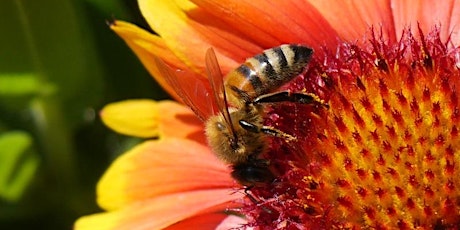 Sustainable Urban Beekeeping Five-Year Celebration and Info Session primary image