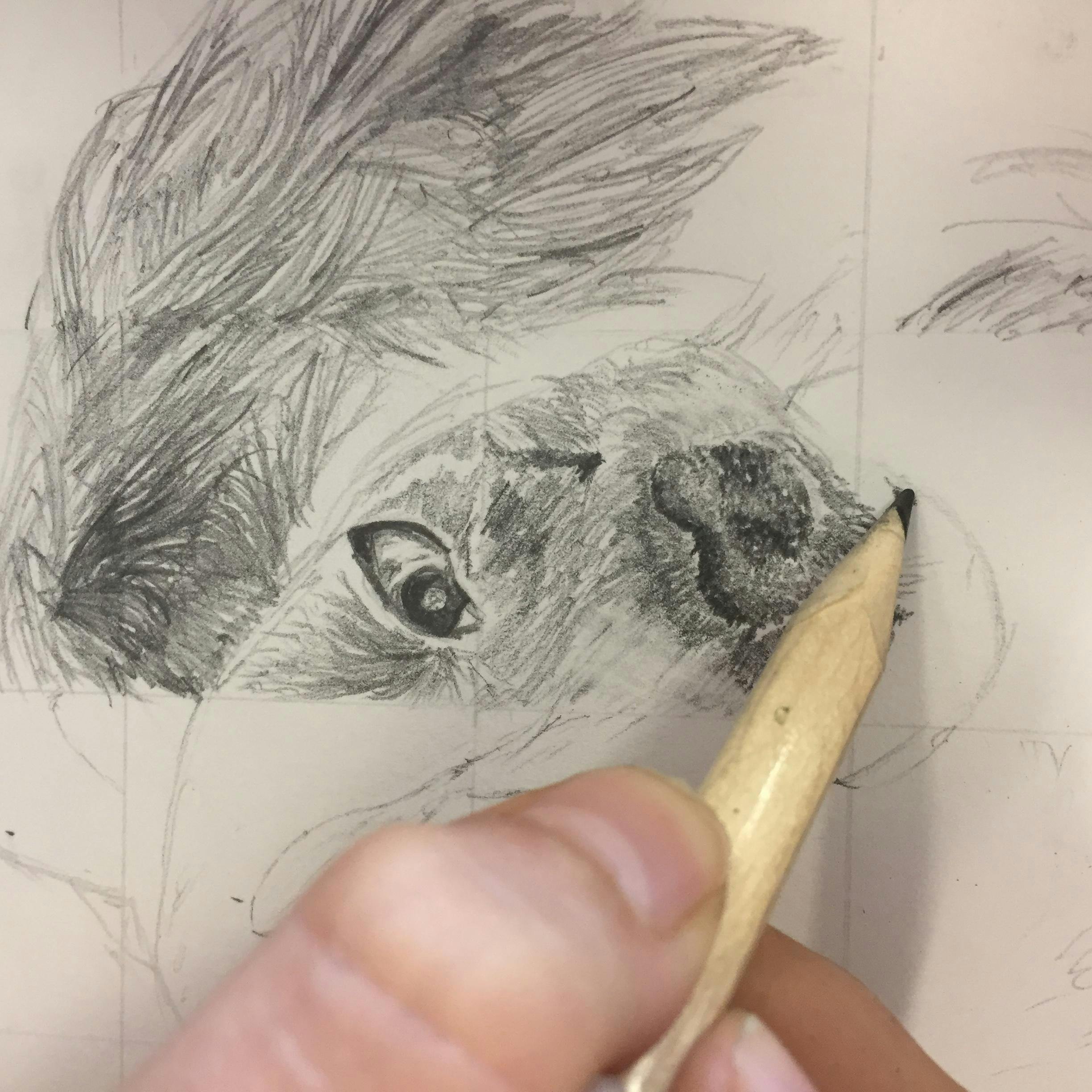 Drawing from Photographs for Beginners