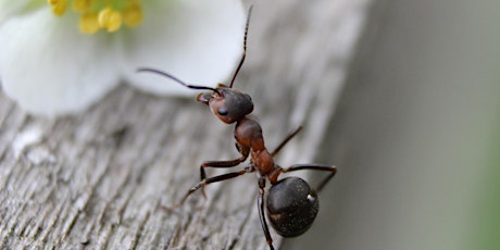 Image principale de Talks sur l'environnement : Les fourmis entrepreneuses