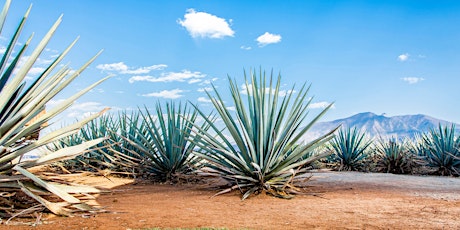Image principale de All Things Agave - Get Ready for Cinco de Mayo!