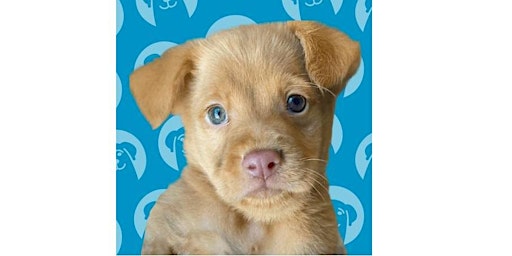 Join us this Saturday -Tustin dog adoption event! (Volunteers Wanted) primary image