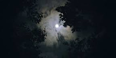 Imagem principal de Full Moon Forest Bathing Adventure on Mount Sequoyah