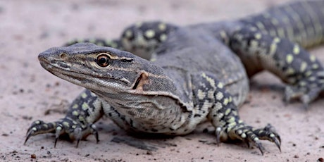 Gunbower BioBlitz - Reptiles and Frogs of the Ramsar Wetlands primary image