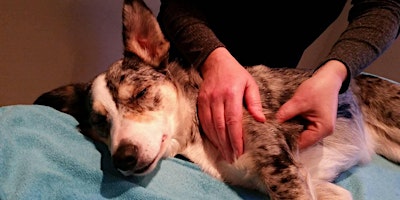 Canine Myofascial Release  Workshop CPD primary image