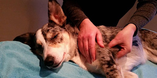 Immagine principale di Canine Myofascial Release  Workshop CPD 