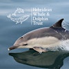 Logotipo de Hebridean Whale & Dolphin Trust