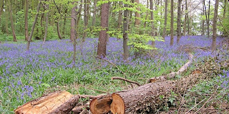 Wildlife Wellbeing Walk, Clifton Woods