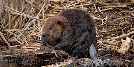 Home School Day: Wetland Walkabout