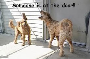 Imagen principal de VIRTUAL 3 day Holiday DOOR Manners Doggie BOOT CAMP!!! 12/7, 12/8, 12/9