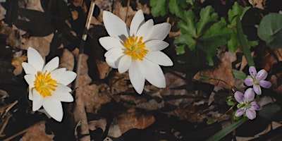 Primaire afbeelding van Wildflower Hike to Elk Lick Falls