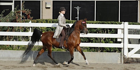 Primaire afbeelding van Sunday Horse Show December 3, 2023