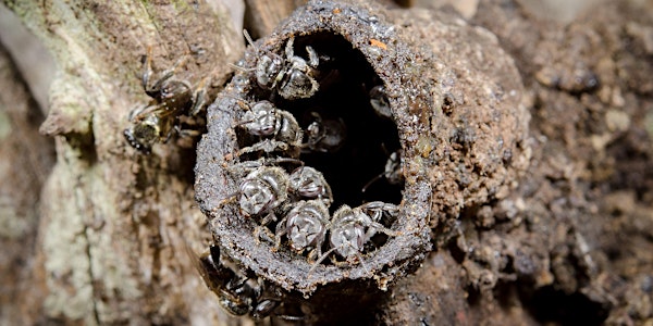 POSTPONED NaturallyGC Australian Native Bees