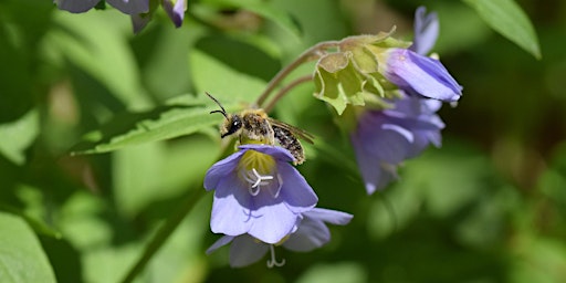 Imagen principal de The Natural Word: Nature Journaling at Floracliff