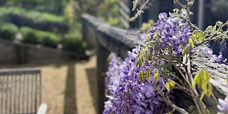 Blossoming at Bermingham primary image