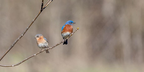 For The Love Of Bluebirds primary image