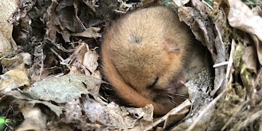 Immagine principale di Dormouse Ecology, Survey and Habitat Management - NEW FOR 2024 