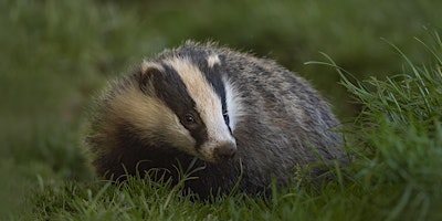 Primaire afbeelding van Badger Ecology, Survey and Habitat Management (Surrey) - NEW FOR 2024