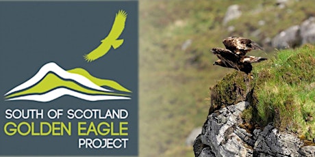 South of Scotland Golden Eagle Project update - West primary image