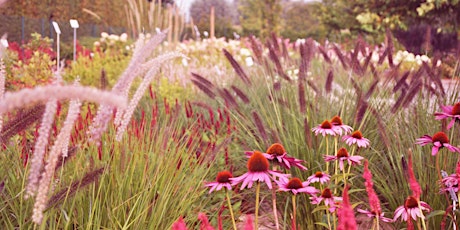 Primaire afbeelding van Plantenborder / Massif de plantes