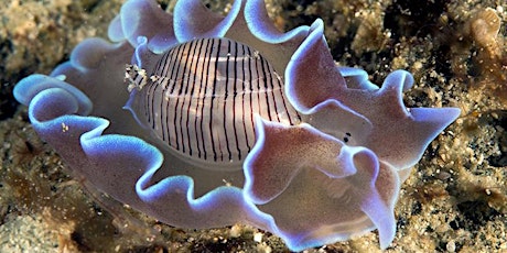 Sea Slug Survey Shore Events (adults +16) primary image