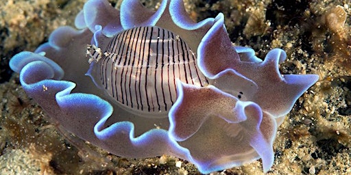 Image principale de Sea Slug Survey Shore Events (adults +16)