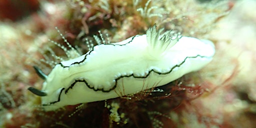 Image principale de Sea Slug Survey Shore Event (+16)