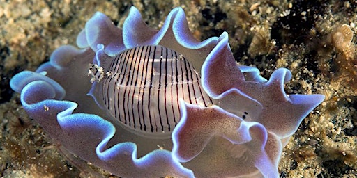 Primaire afbeelding van Sea Slug Survey Shore Events (adults +16)