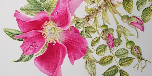 Imagem principal de Early Summer Botanical Painting Workshop