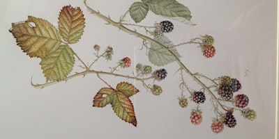 Imagen principal de Late Summer Botanical Painting Workshop