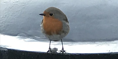 Imagem principal do evento Bird Song walk and talk from Sydney Gardens to Bathampton