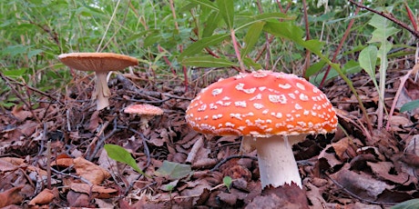 Fungus Among Us primary image