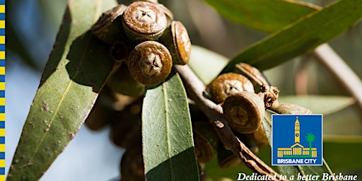 Imagen principal de Eucalypt Extravaganza - Special Walk - City Botanic Gardens