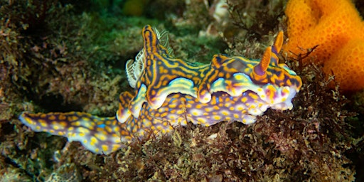 Imagem principal do evento Sea Slug Citizen Science (adults)