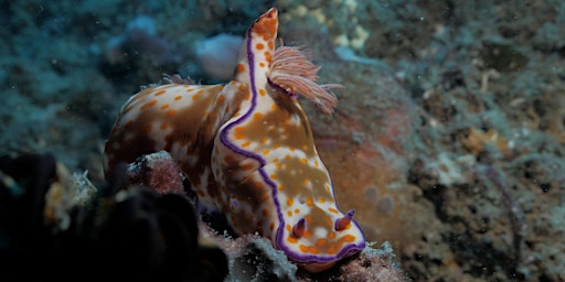 Primaire afbeelding van Sea Slug Survey Shore Event (adult 16+)