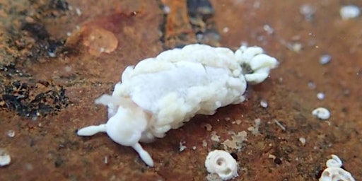 Primaire afbeelding van Sea Slug Survey Shore Events (adults +16)