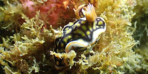 Immagine principale di Sea Slug Survey Rocky Shore Event (adults +16) 