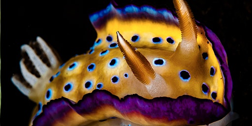 Hauptbild für Sea Slug Survey Shore Event (adults +16)