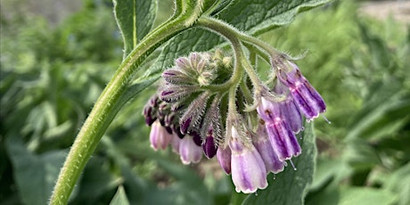 Organic demonstration garden tour