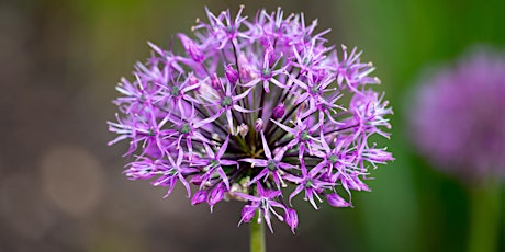 Organic demonstration garden tour