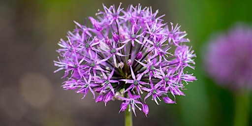 Hauptbild für Organic demonstration garden tour