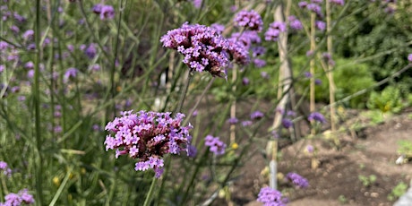 Organic demonstration garden tour