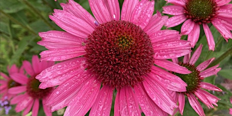 Organic demonstration garden tour