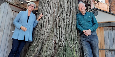 Saving the Bur Oak of Harbord Village  primärbild